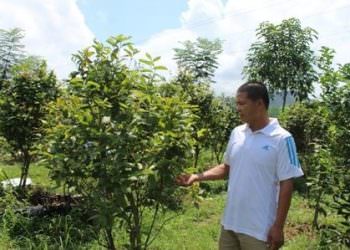 Quảng Ninh Tổ Chức Hội Trà Hoa Vàng